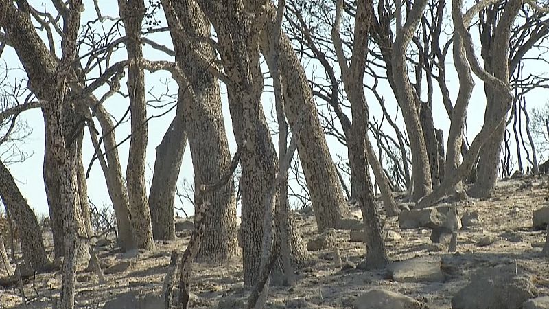 Terreno calcinado por un incendio forestal