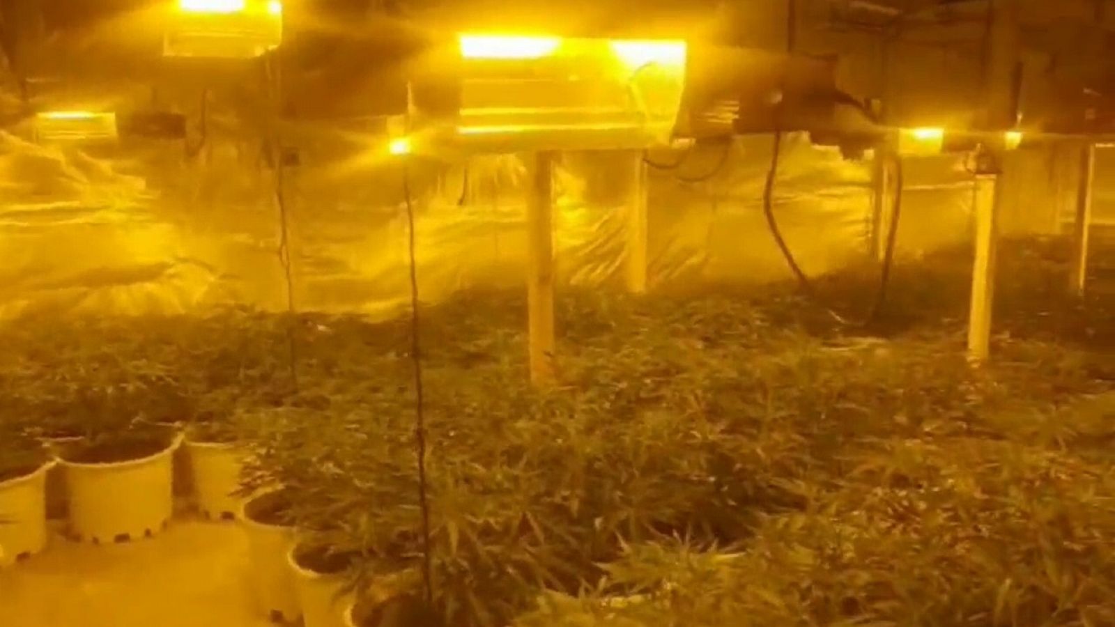 Plantació de marihuana decomissada per la Guàrdia Civil a Lleida