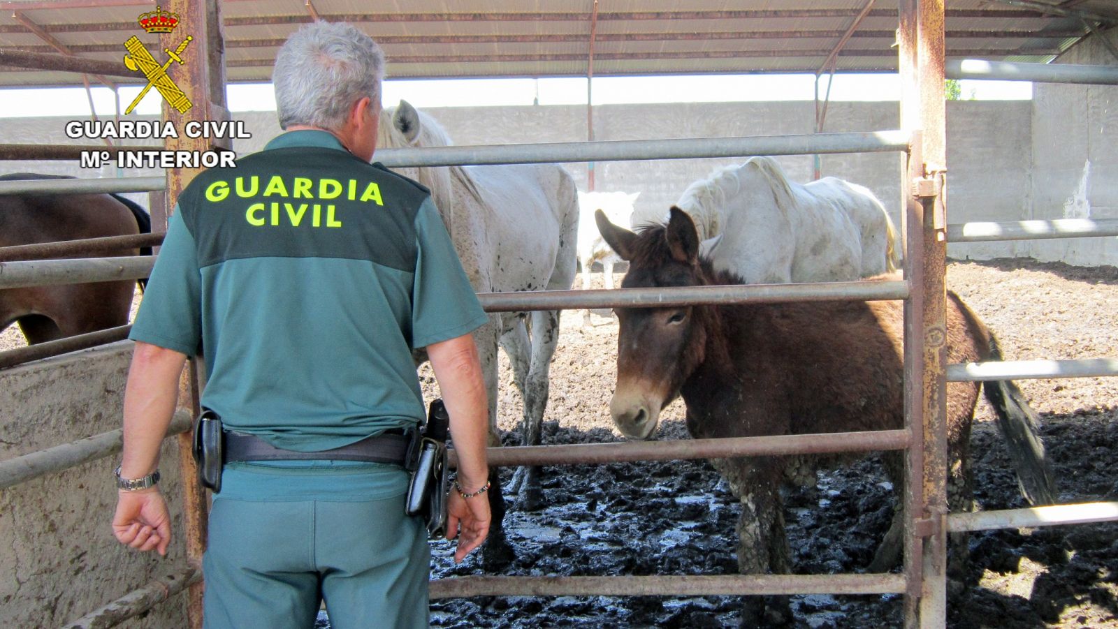 Un agente de la Guardia Civil observa el estado de los animales