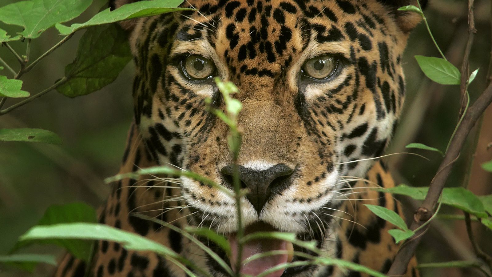 Jaguar