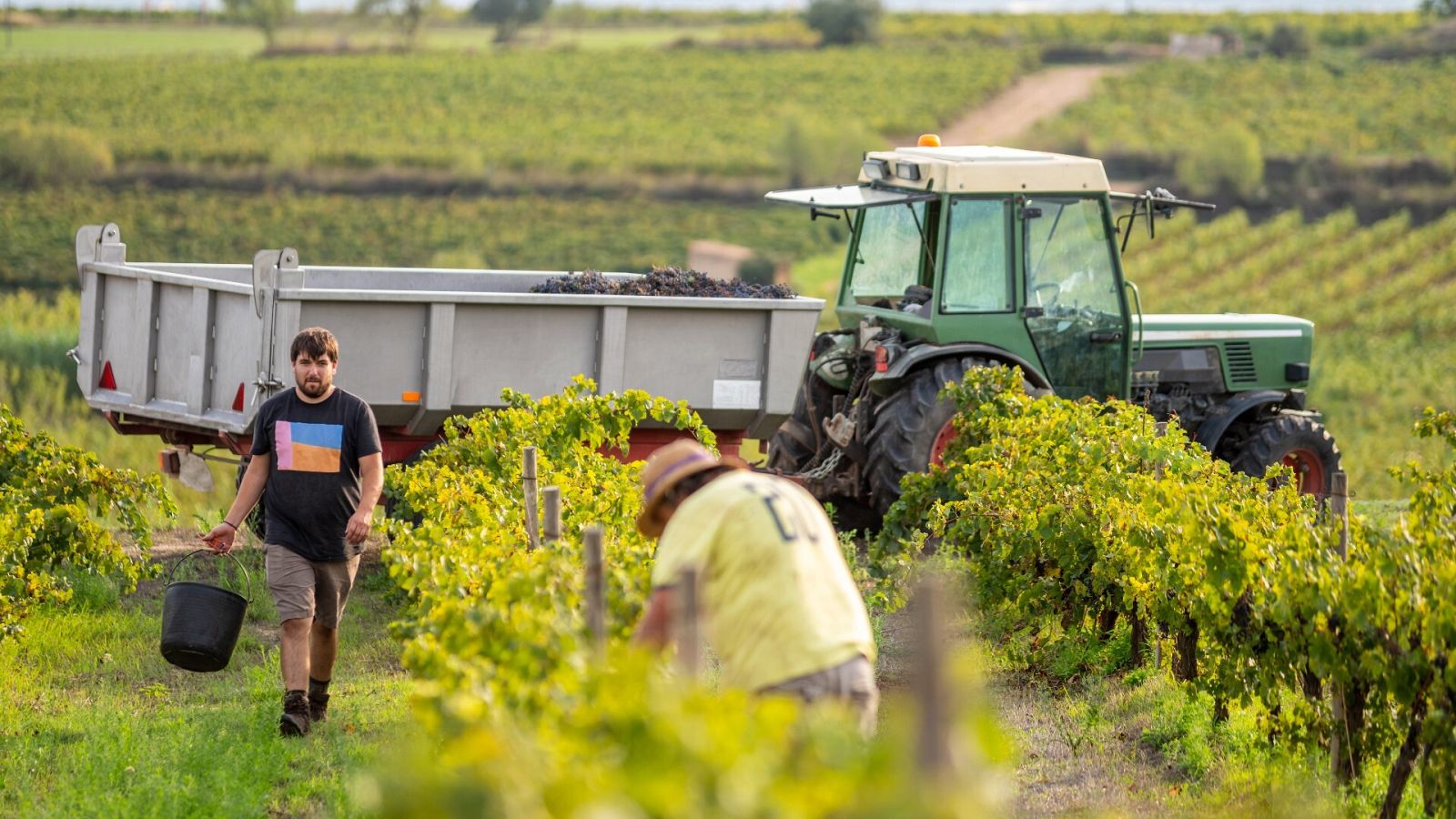 El Gobierno autoriza el reparto entre las CC.AA. de 135 millones de euros para programas agrícolas y ganaderos