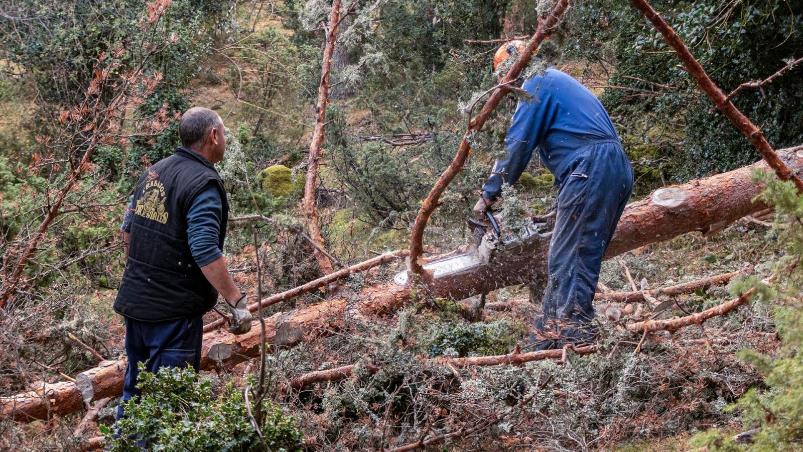 Trabajadores de la madera en un pinar soriano