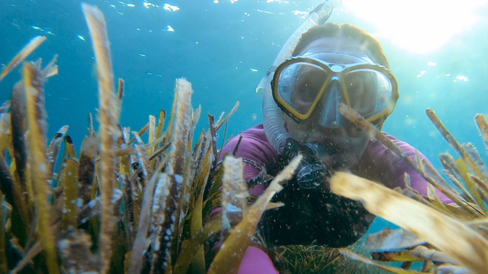 Praderas de posidonia