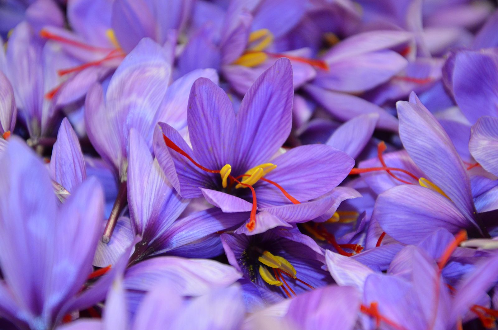 Flor del azafrán