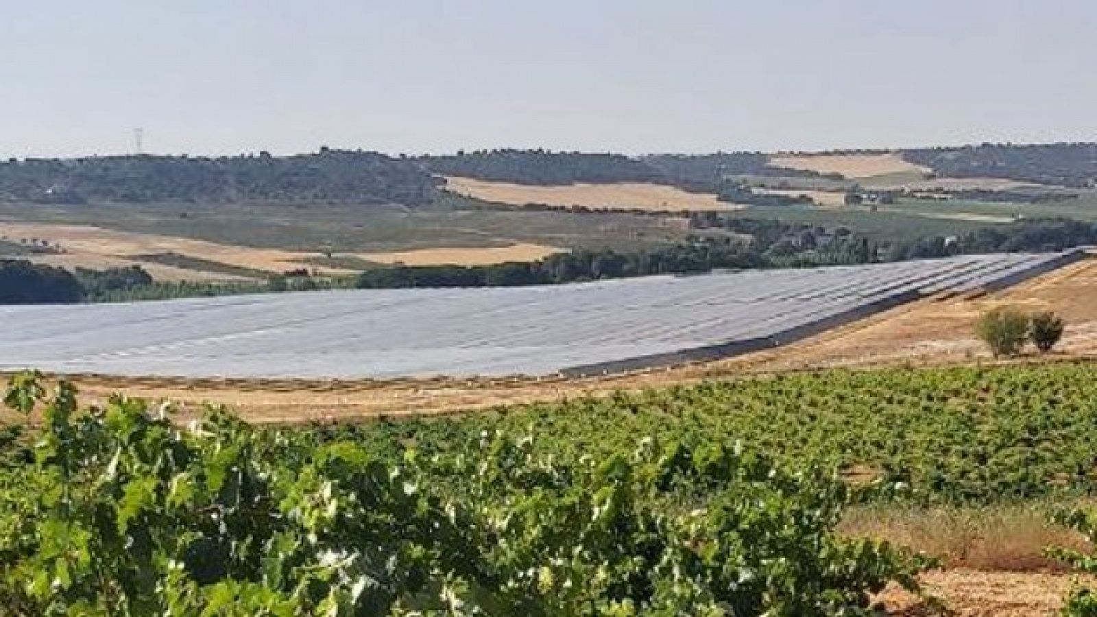 Plantas de viñas y al fondo un mar de placas fotovoltaicas