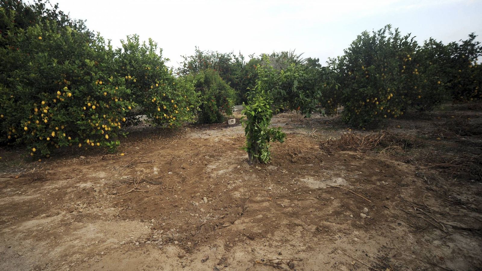 Una parcela de limoneros en Murcia