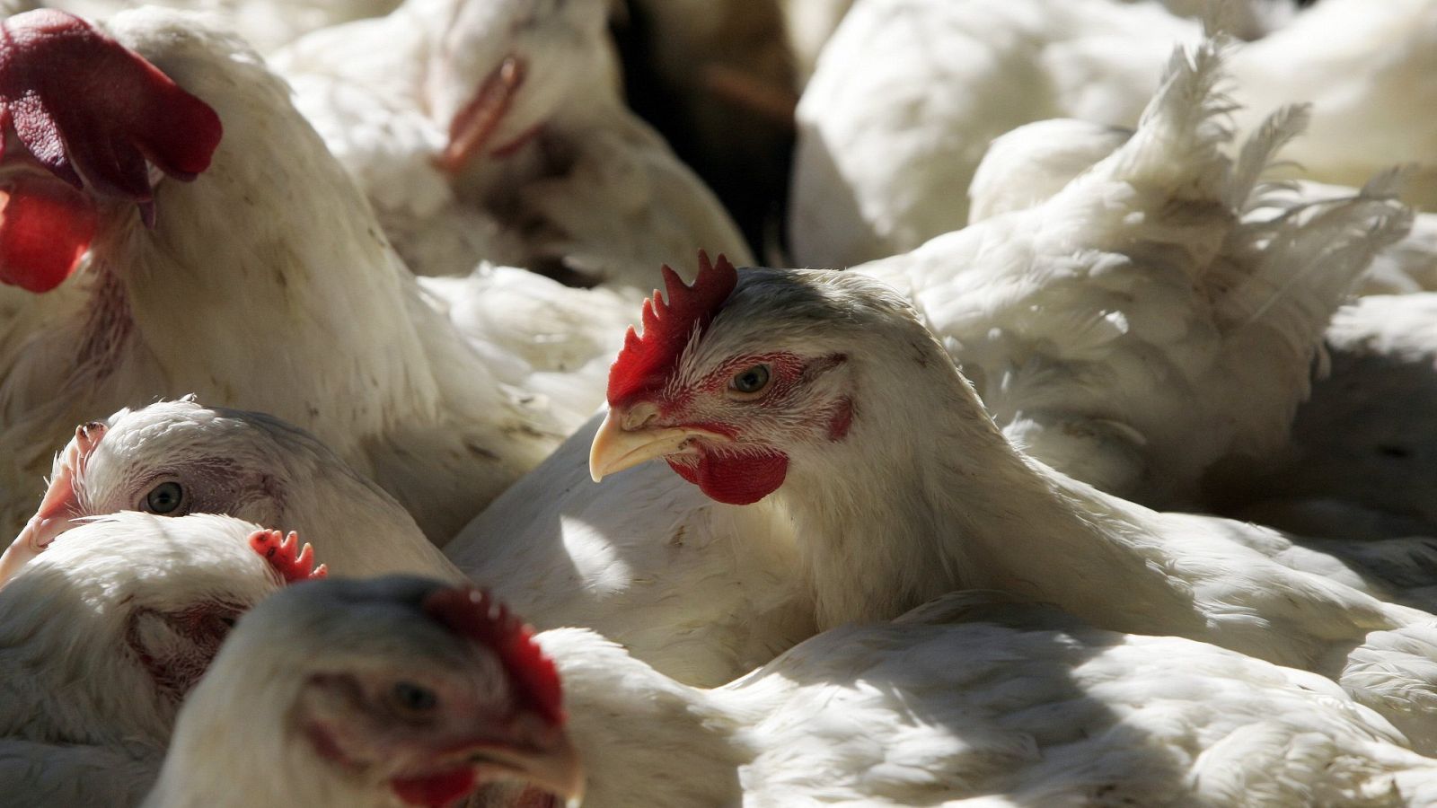 Primer plano de varias gallinas blancas con la cresta roja agrupadas