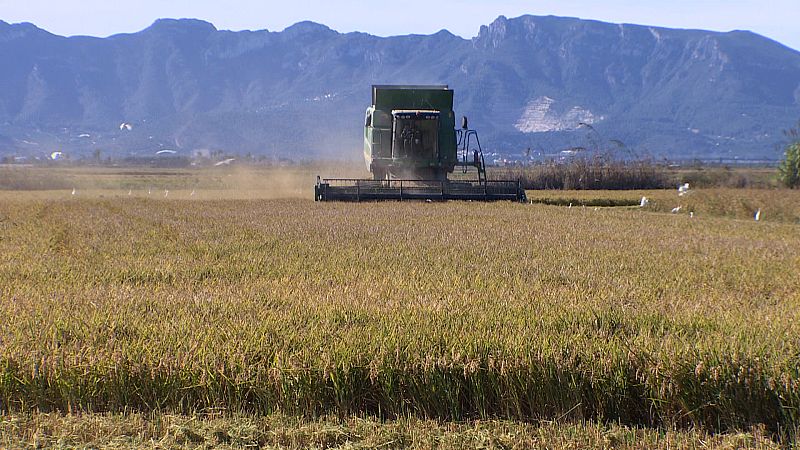 Tractor siega arroz en Cullera