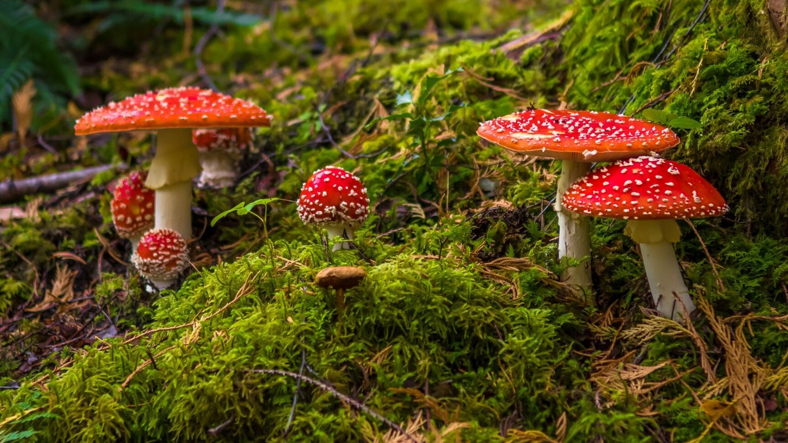 Setas y hongos ¿Amables o peligrosos?