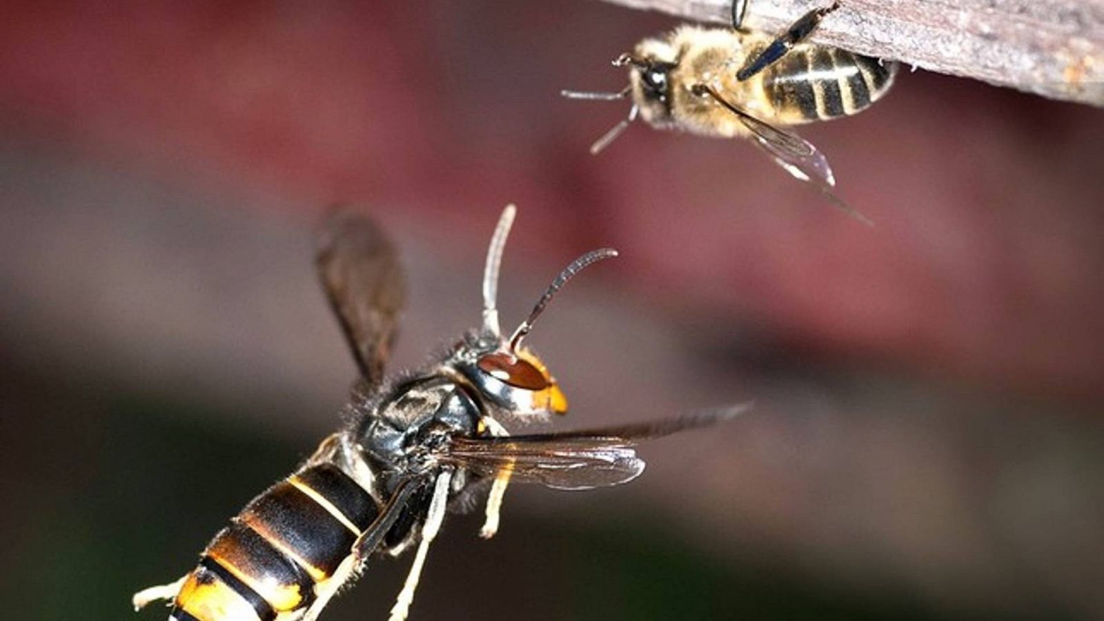 La vespa asiàtica, coneguda també com velutina, ataca els ruscs de les abelles