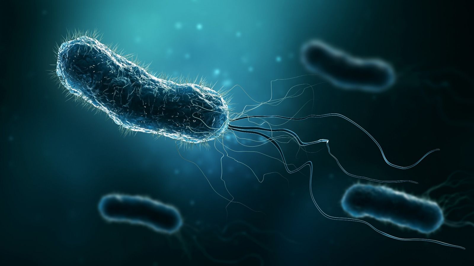 Las infecciones bacterianas, la segunda causa de mortalidad mundial