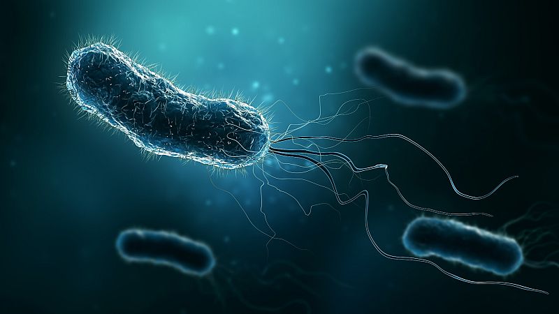 Un grupo de bacterias en una imagen de archivo