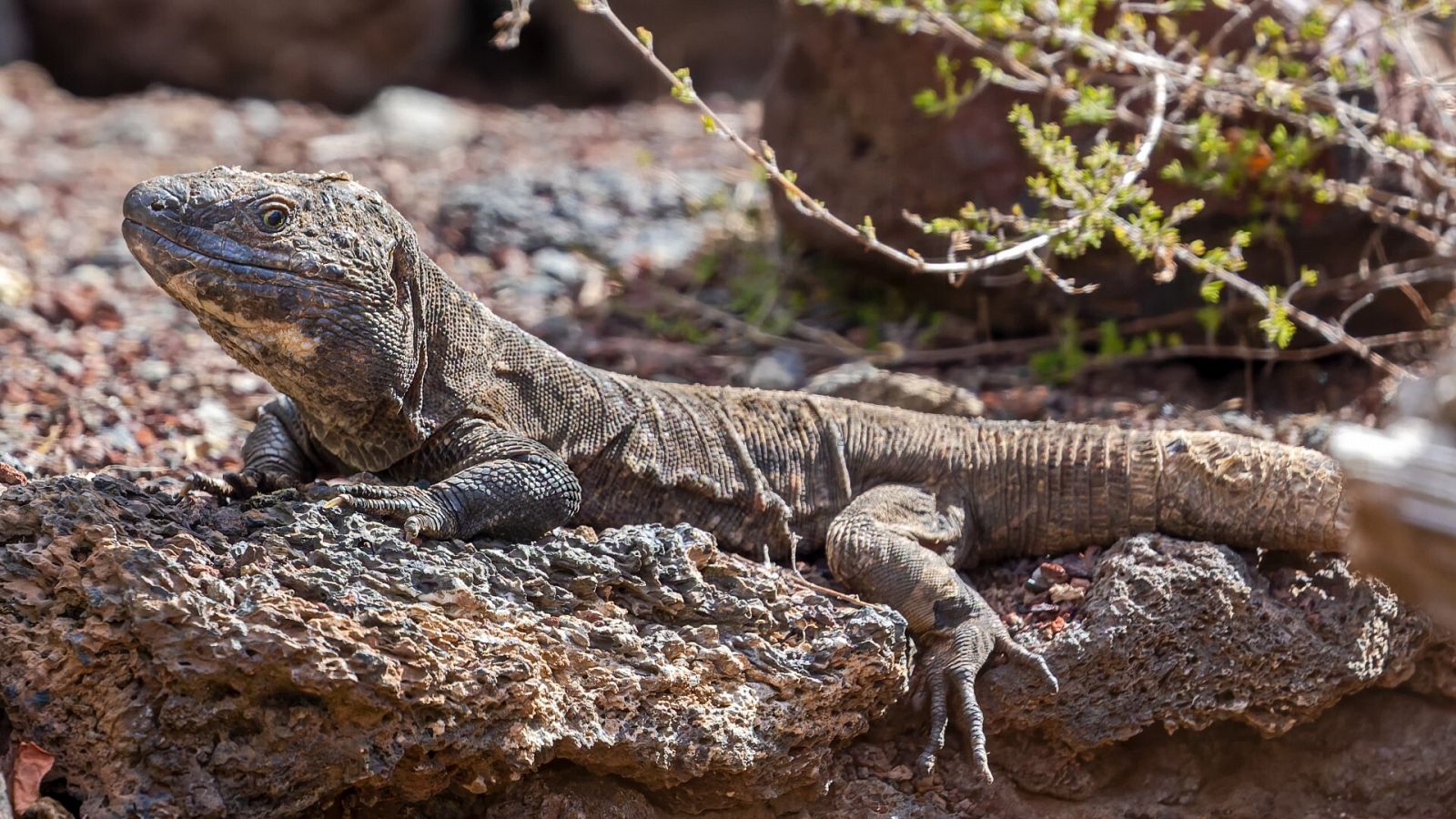 Un lagarto gigante de El Hierro