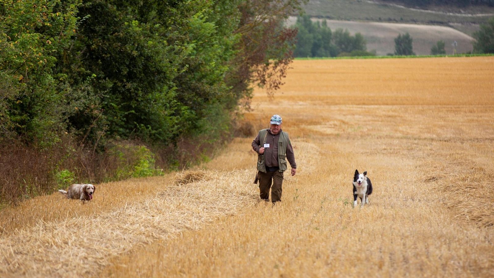 Un cazador con dos perros rastrea en busca de codornices