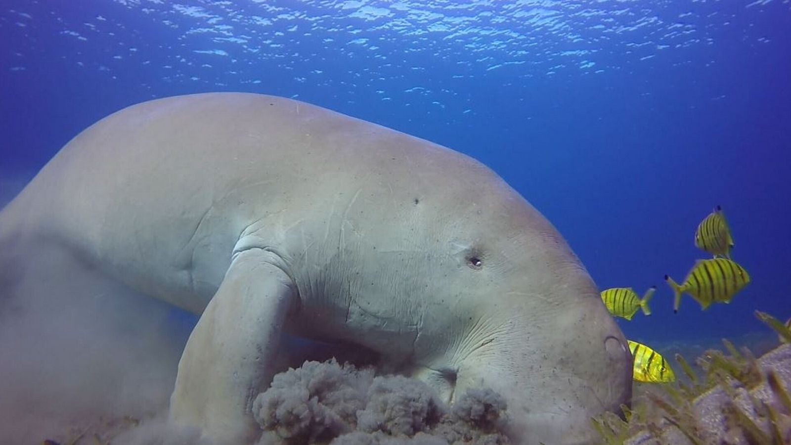 Un dugondo, un mamífero de la familia de los sirenos en peligro de extinción