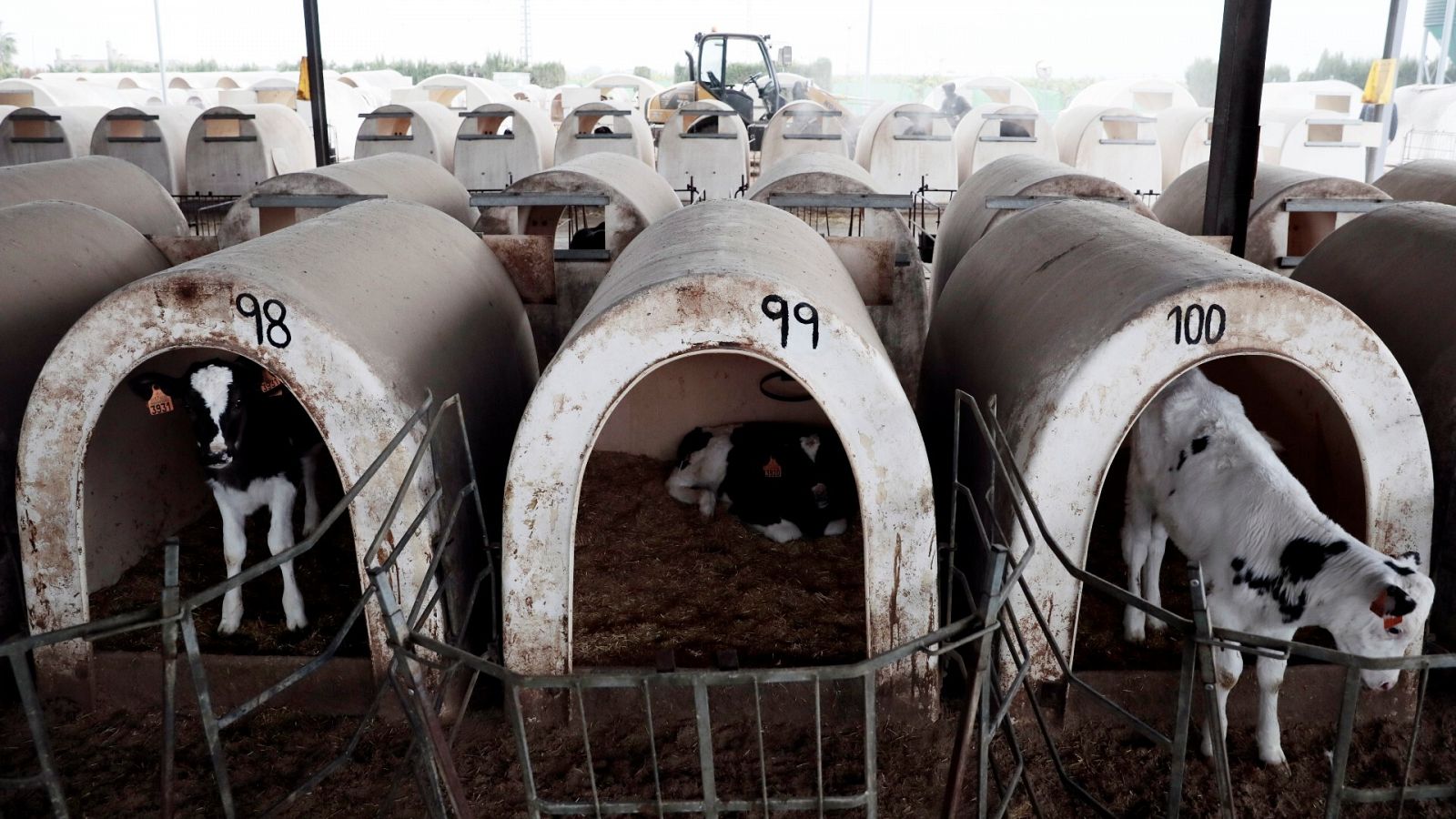 Granja de vacuno en Bétera (Valencia), uno de los municipios afectados por contaminación de nitratos