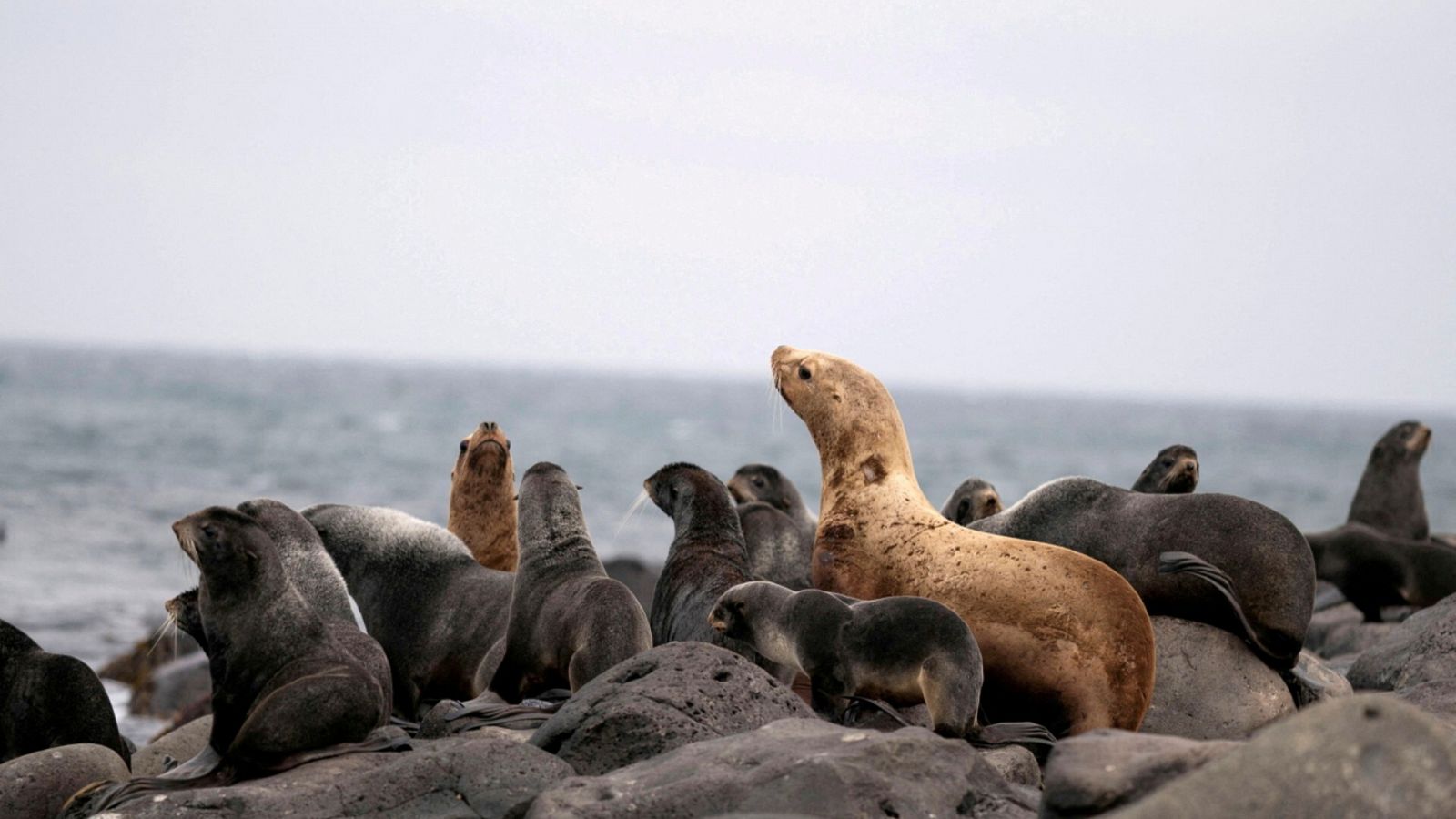 Imagen de archivo de una manada de focas en Alaska.