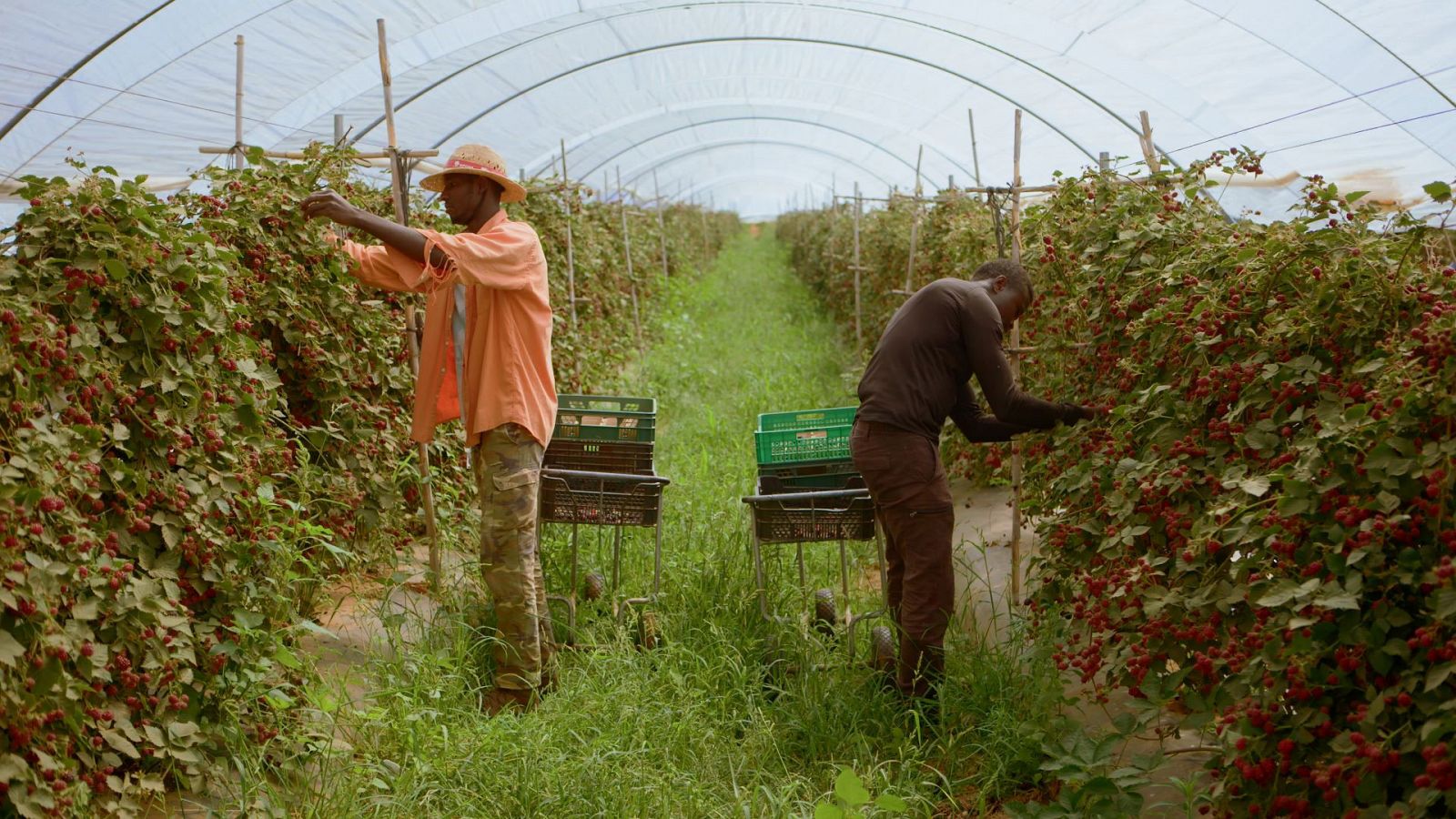 Africandos, recolectando fruta