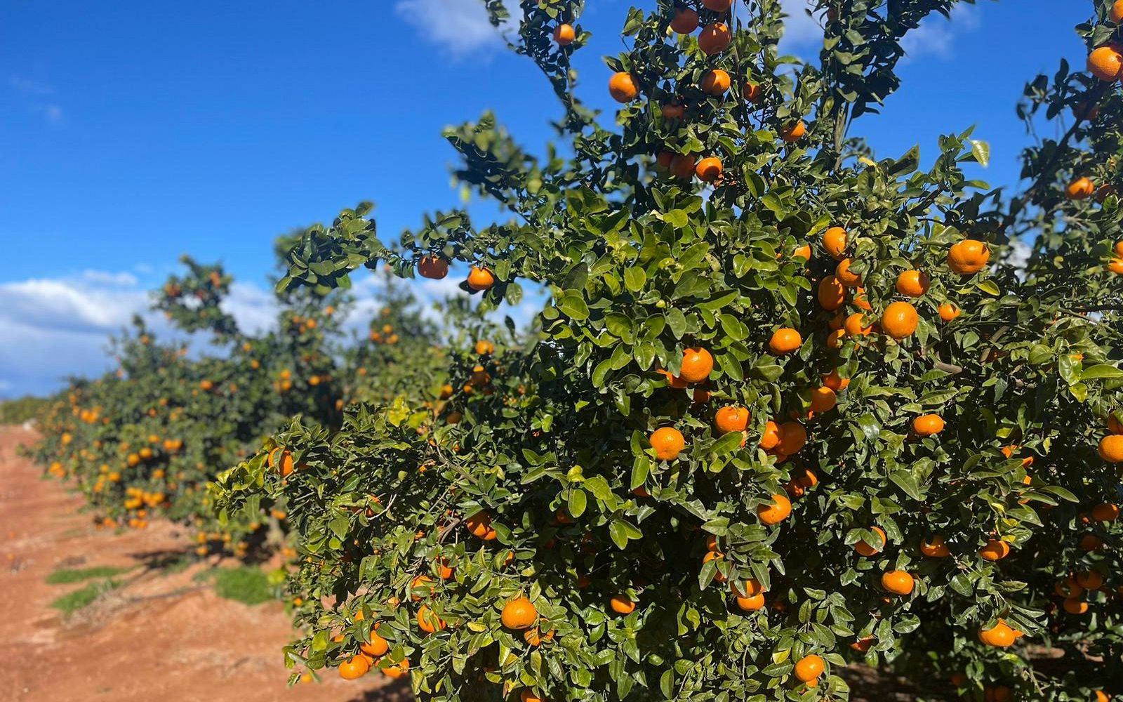 Campo de mandarinas en Valencia