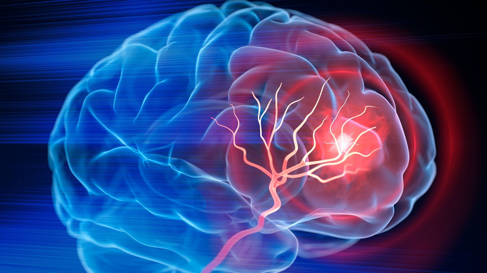 El cerebro humano clave en la neuroplasticidad