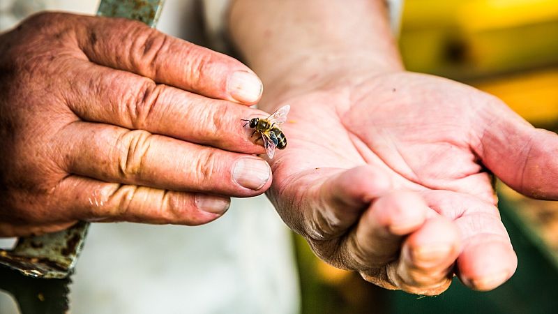 vacunación de las abejas para proteger a la humanidad