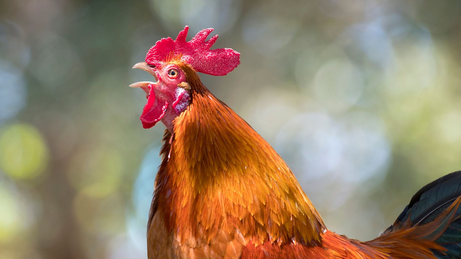 El gallo te puede dejar sordo