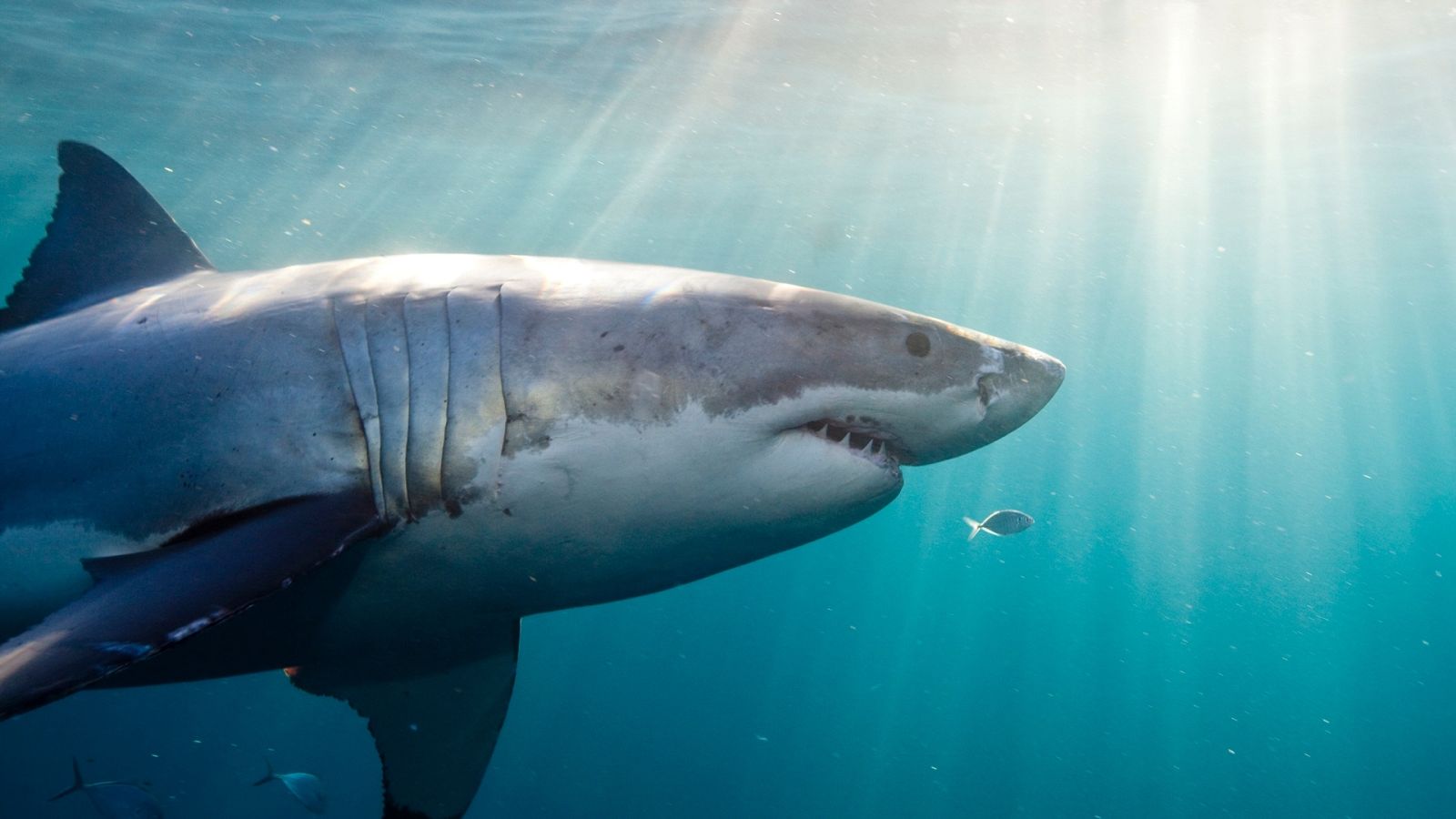  Tiburones y su señal GPS