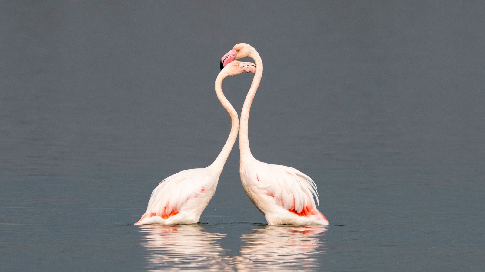 Dos flamencos en encuentran en el agua