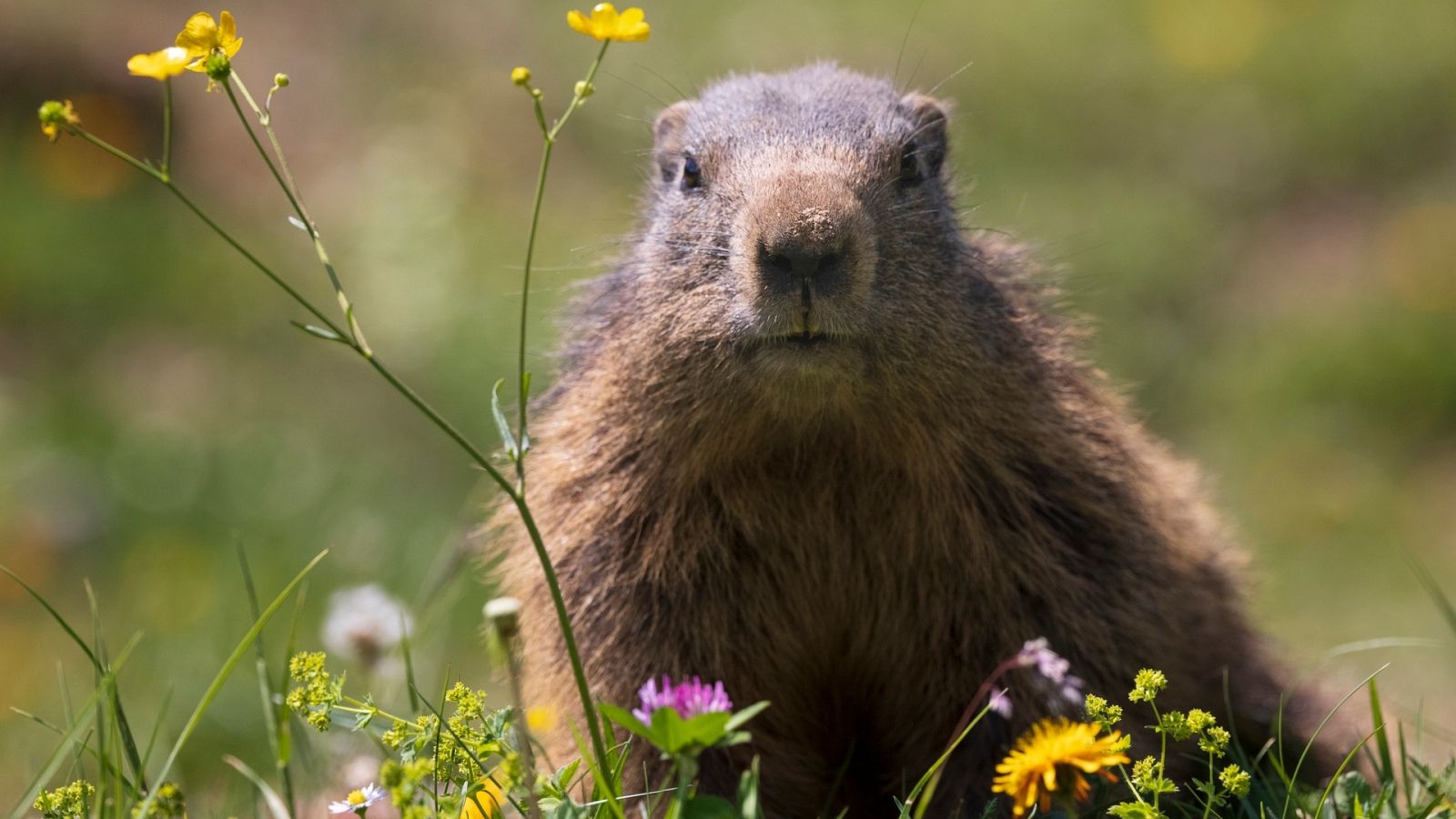 ¿Por qué hay un día de la marmota?