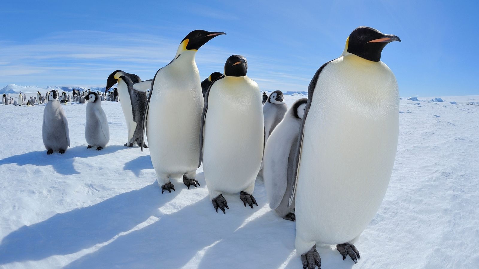 Los pingüinos y sus alteraciones por el cambio climático y la acción humana