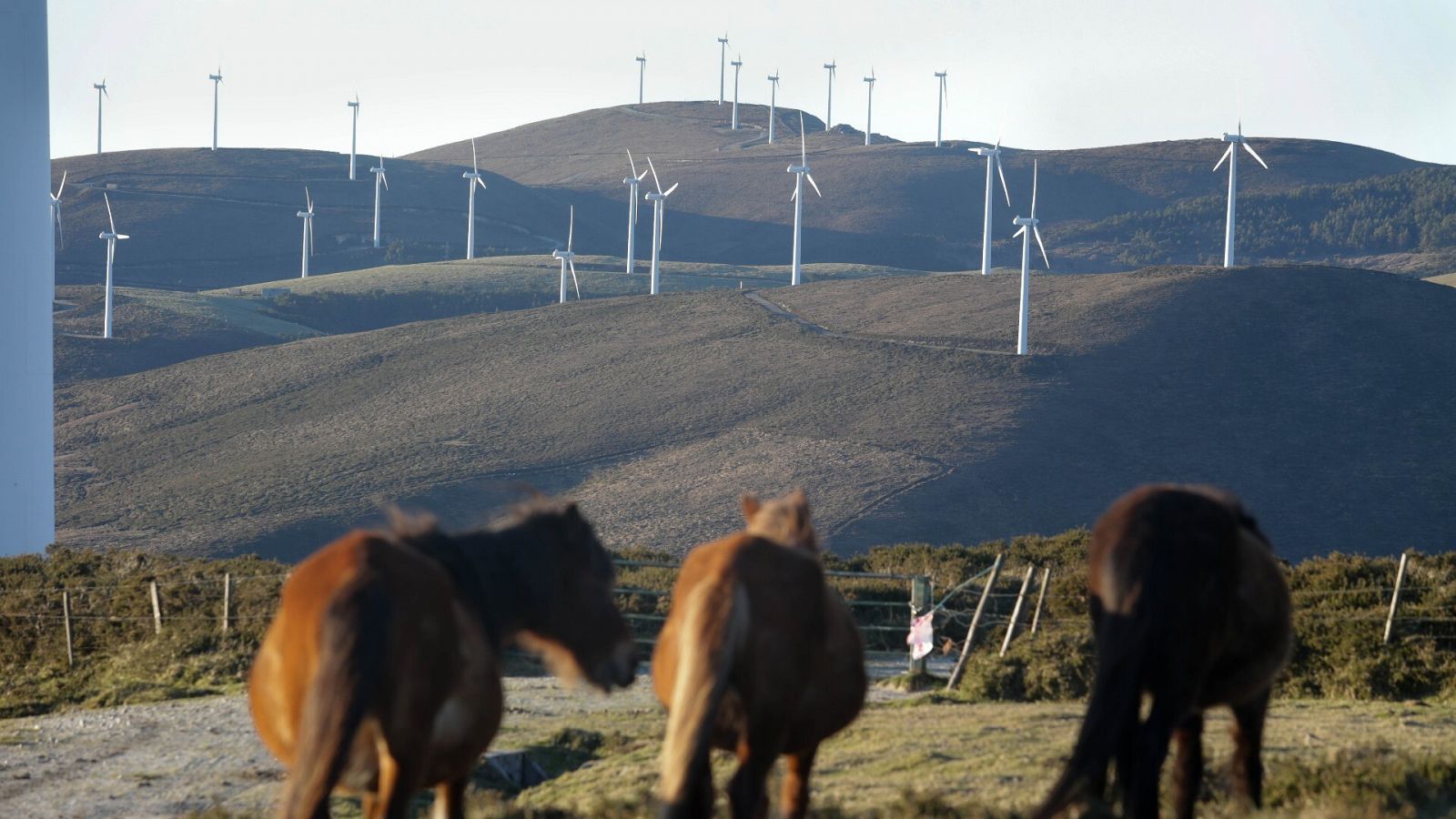 Caballos en la zona de la Serra do Xistral, en Galicia