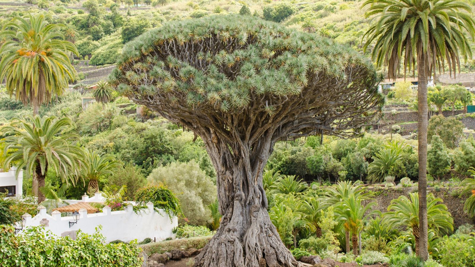 Curiosidades del Drago Milenario de Tenerife y por qué visitarlo