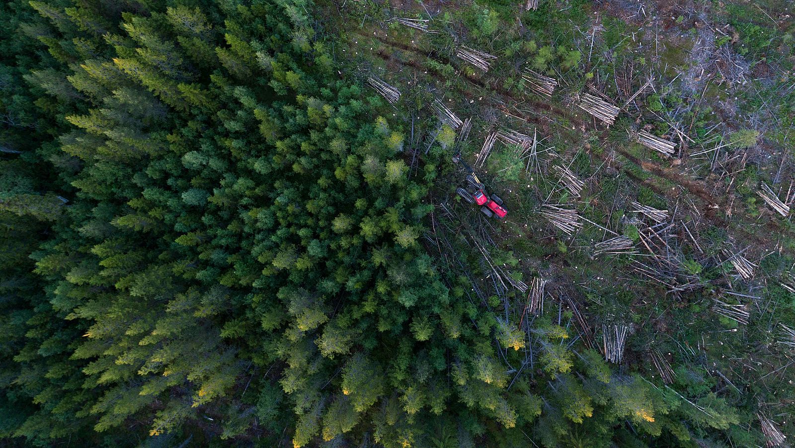 La Unión Europea, con sus operaciones comerciales, es responsable del 16% de la deforestación a nivel mundial.