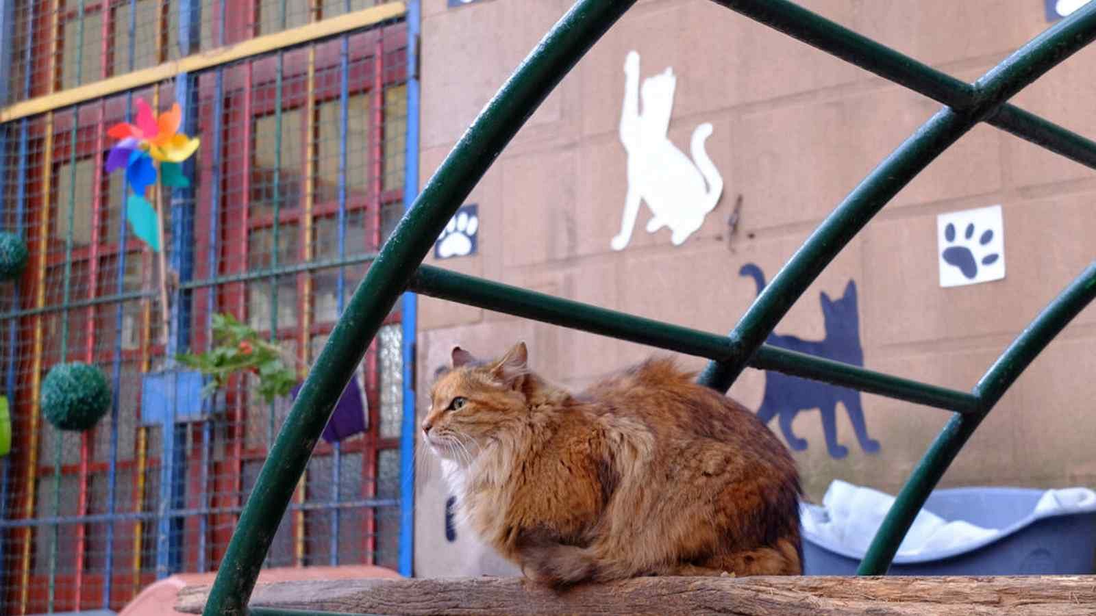 Es calcula que a Barcelona hi ha uns 180.000 animals de companyia