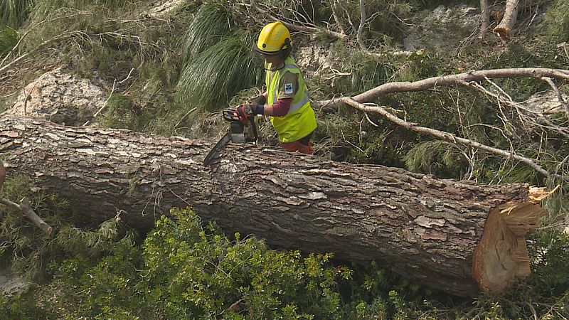 Pins centenaris com aquest han patit els efectes devastadors de la borrasca Juliette.