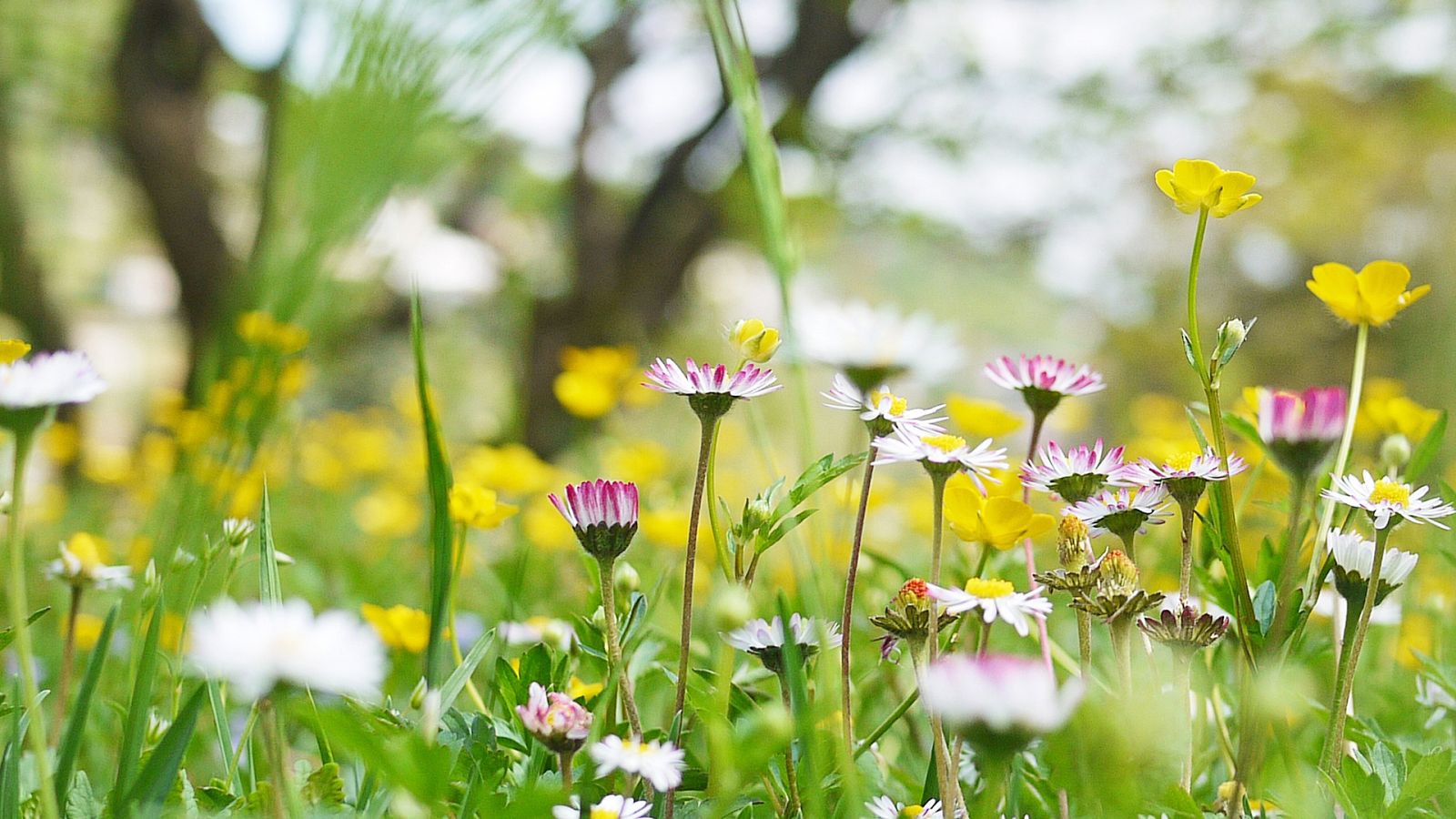 La primavera la sangre altera