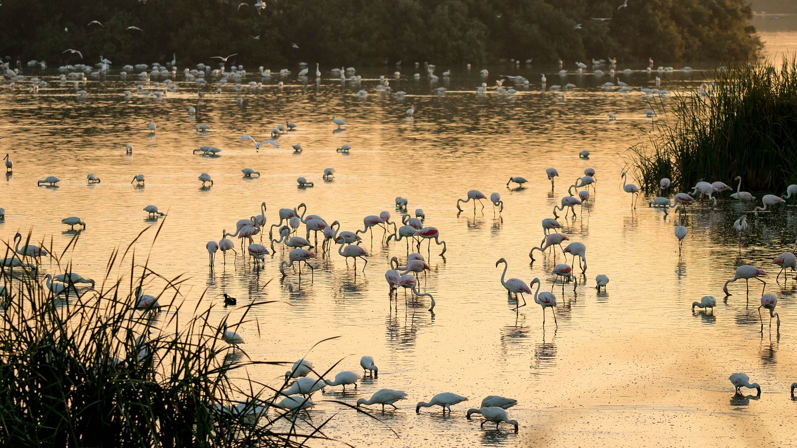 Un grupo de flamencos, en el Parque Nacional de Doñana.