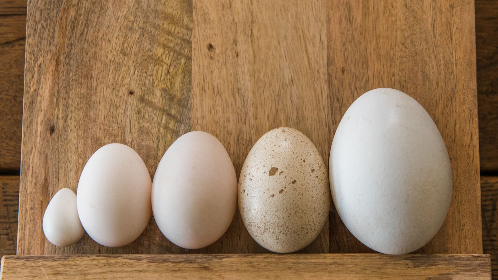 Tipos de huevos y sus diferencias