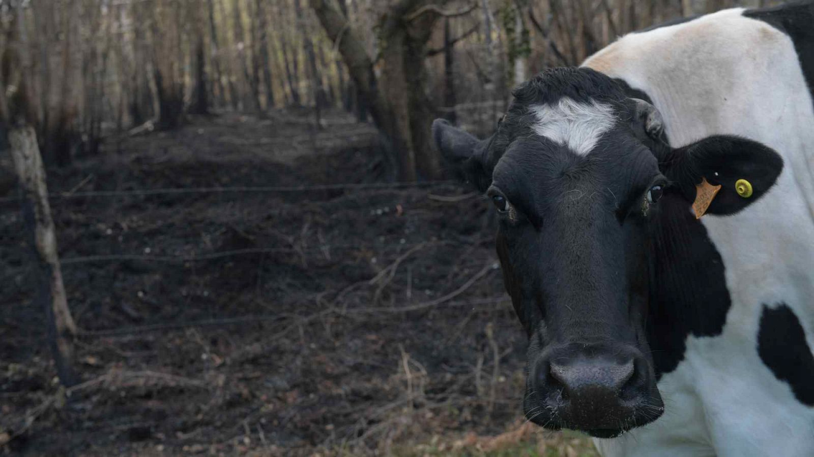 Una vaca, ante un campo calcinado, en el concejo asturiano de Valdés.