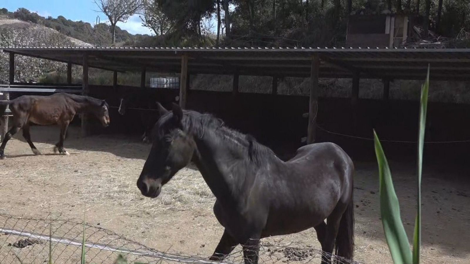 Zona d'esbarjo pels cavalls del Centre Natural Eqüestre l'Espiga d'Arenys de Munt