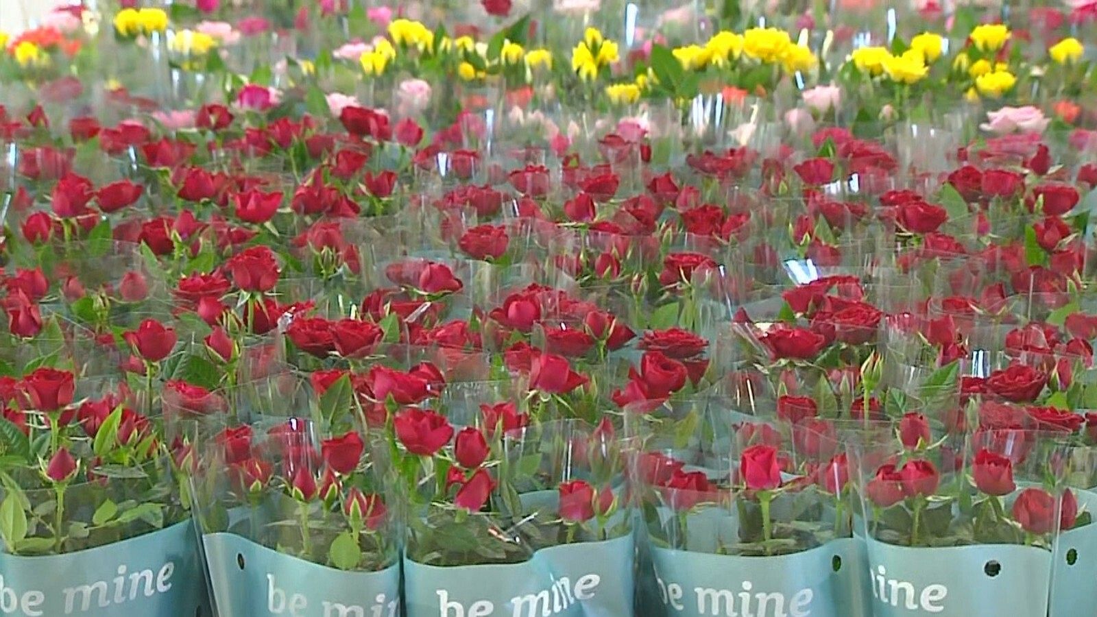 Els floristes podran vendre roses des de divendres fins diumenge