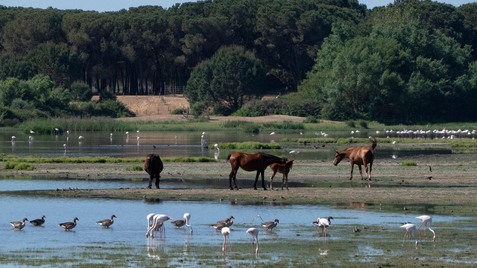 Diferentes especies de aves que junto a los caballos viven en el entorno de Doñana en el término municipal de Almonte (Huelva)