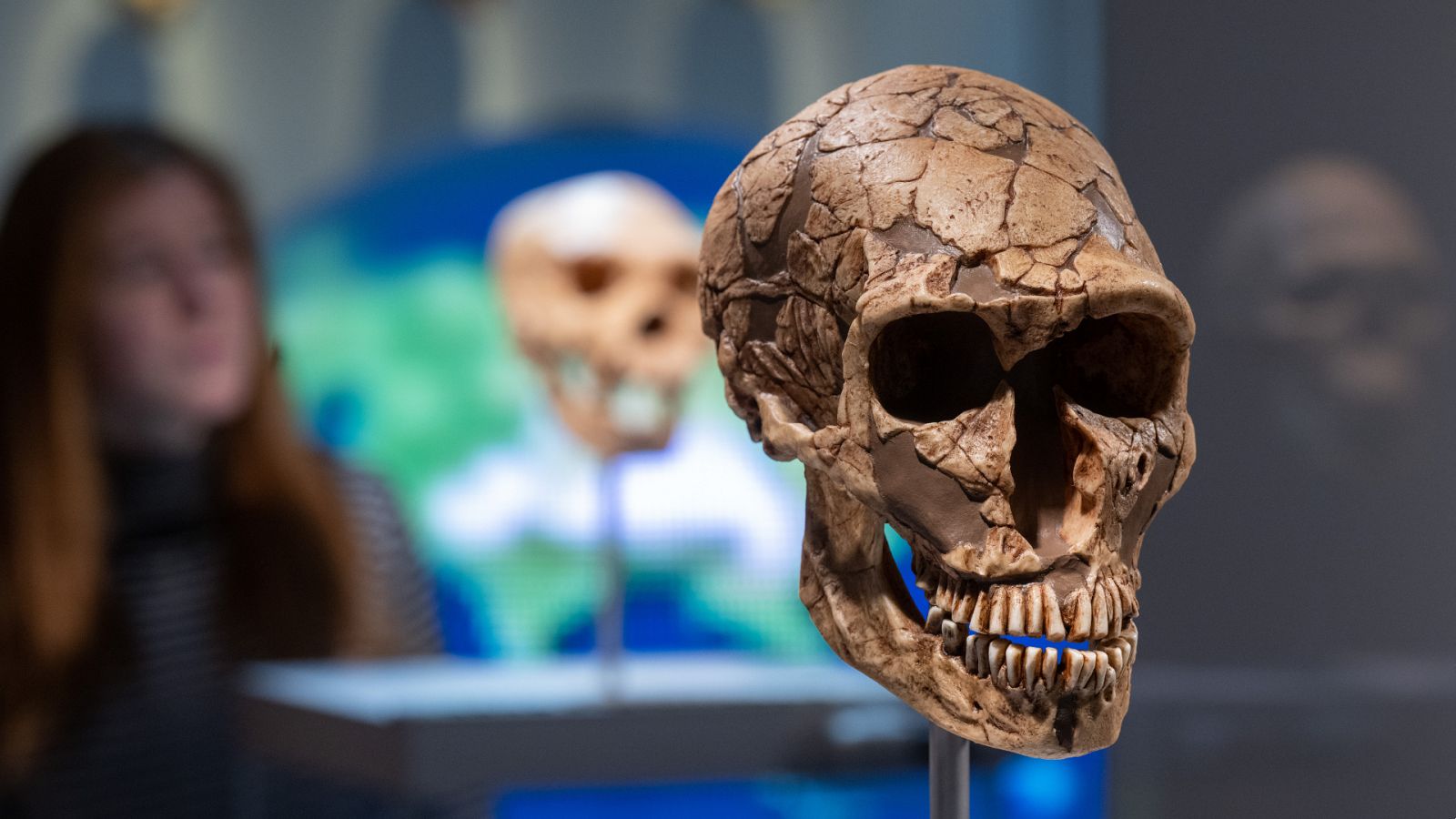 Imagen: La forma de la nariz humana, herencia neandertal y ventaja evolutiva