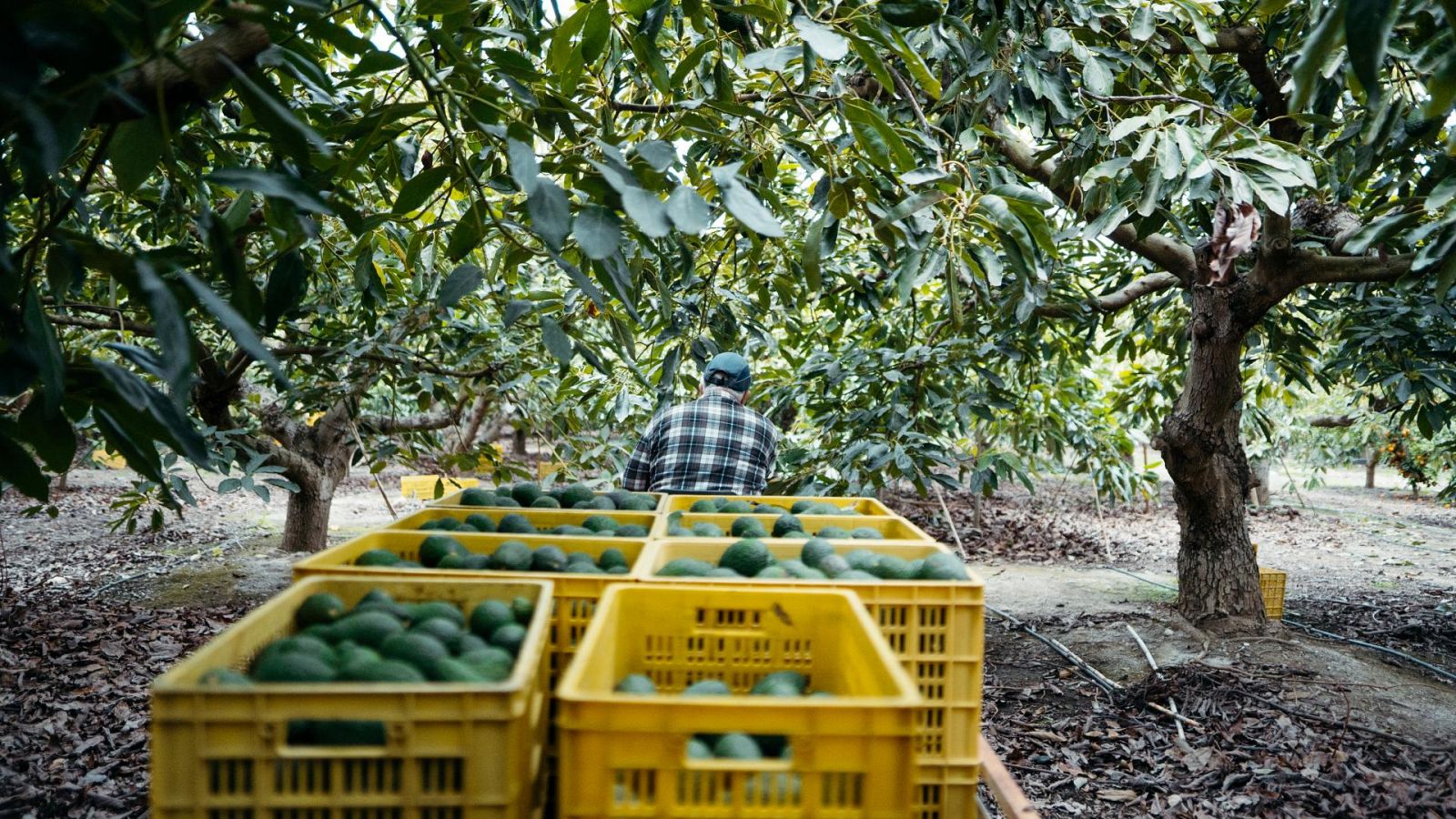 Un agricultor recoge aguacates en la cormarca de la Axarquía (Málaga)