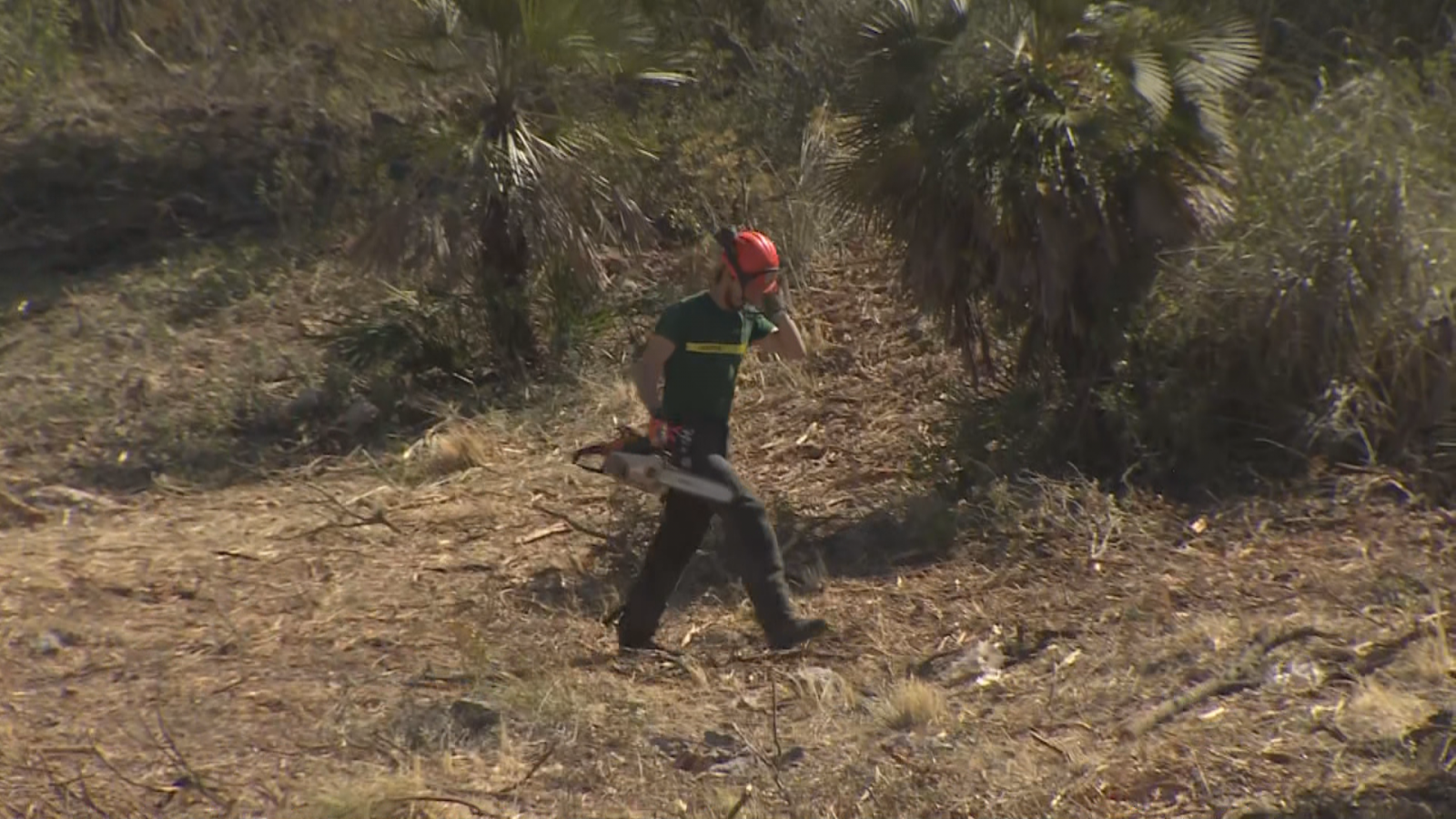 Zona boscosa del massís del Garraf, on s'està retirant la massa forestal