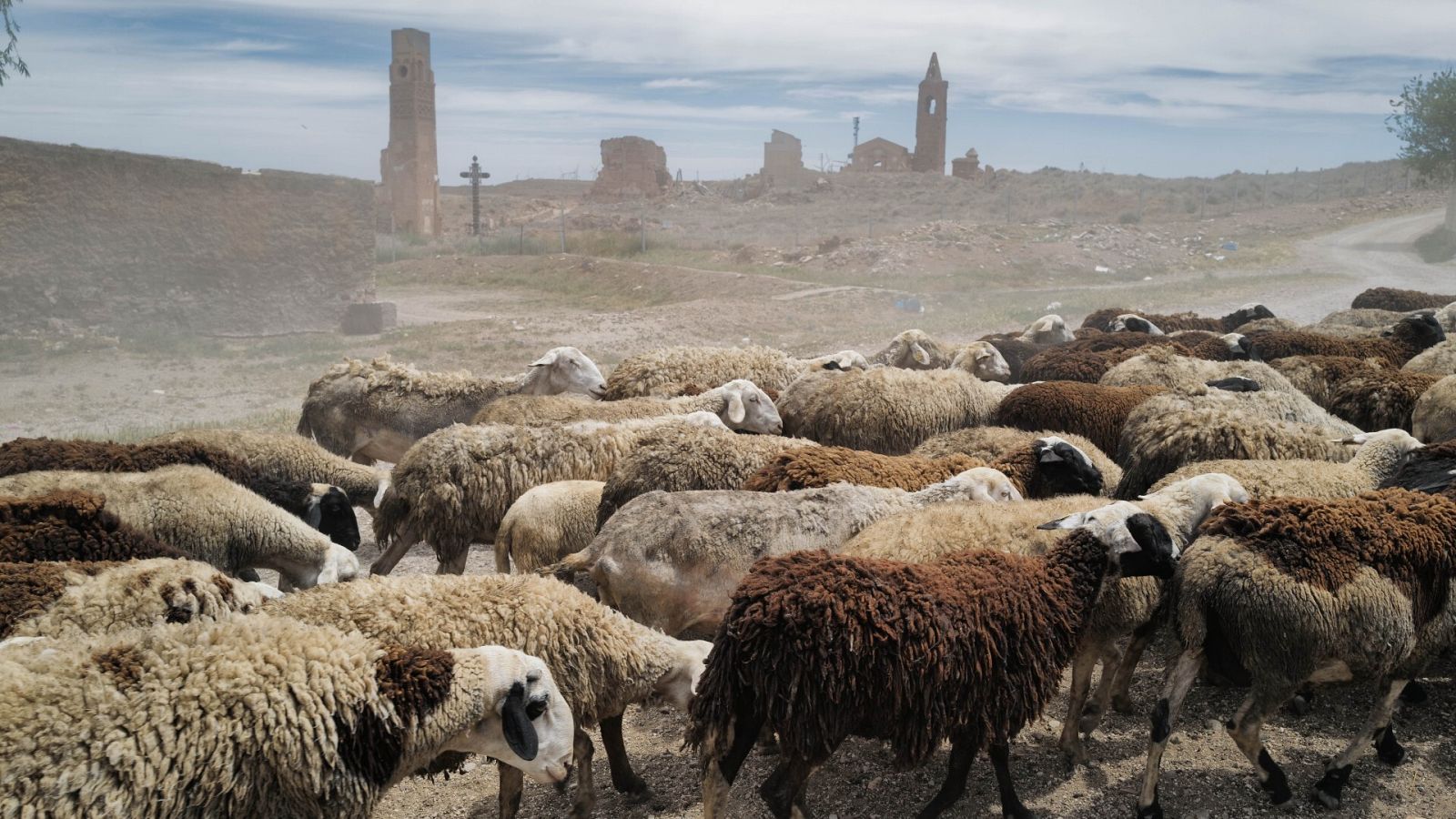 Unas ovejas en el campo de Belchite, a 9 de mayo de 2023, en Almonacid de la Cuba, Zaragoza