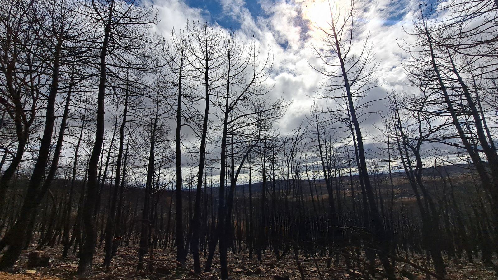 Monte después de los incendios del 2022 en la provincia de Zamora