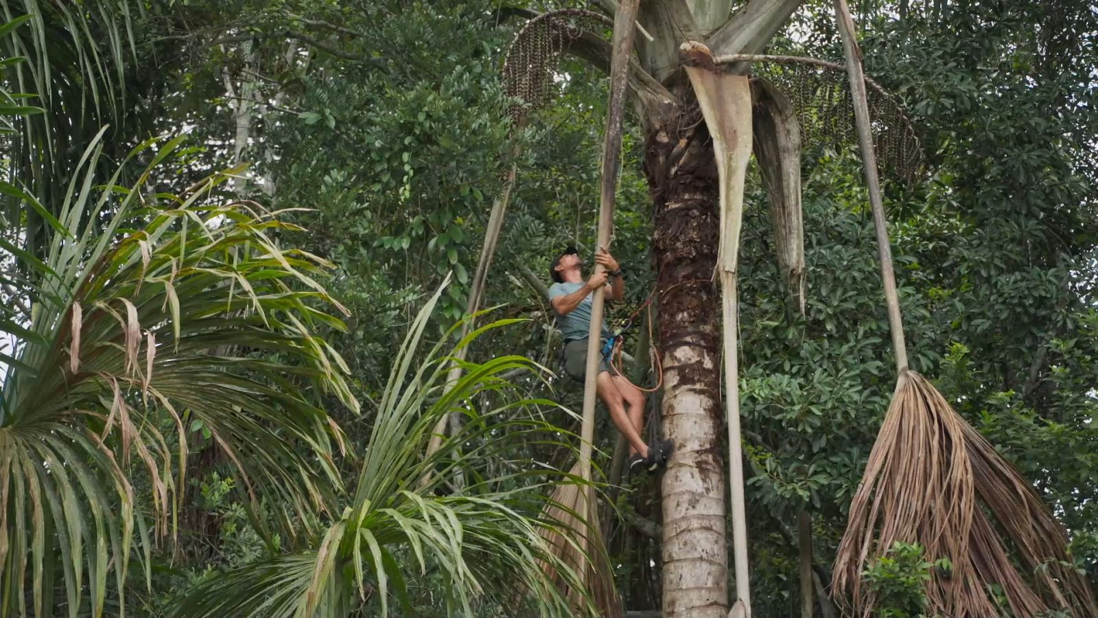 Una persona recolecta frutos de las palmeras de manera sostenible en Iquitos (Perú)