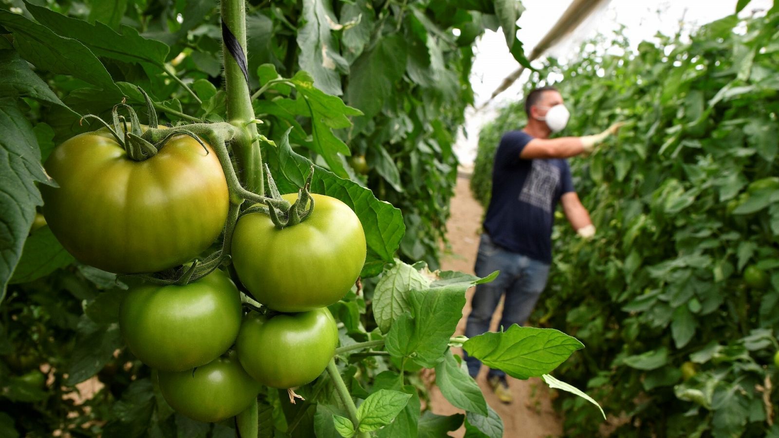 Un agricultor observa sus cultivos en un invernadero de El Ejido, Almeria, en mayo de 2020