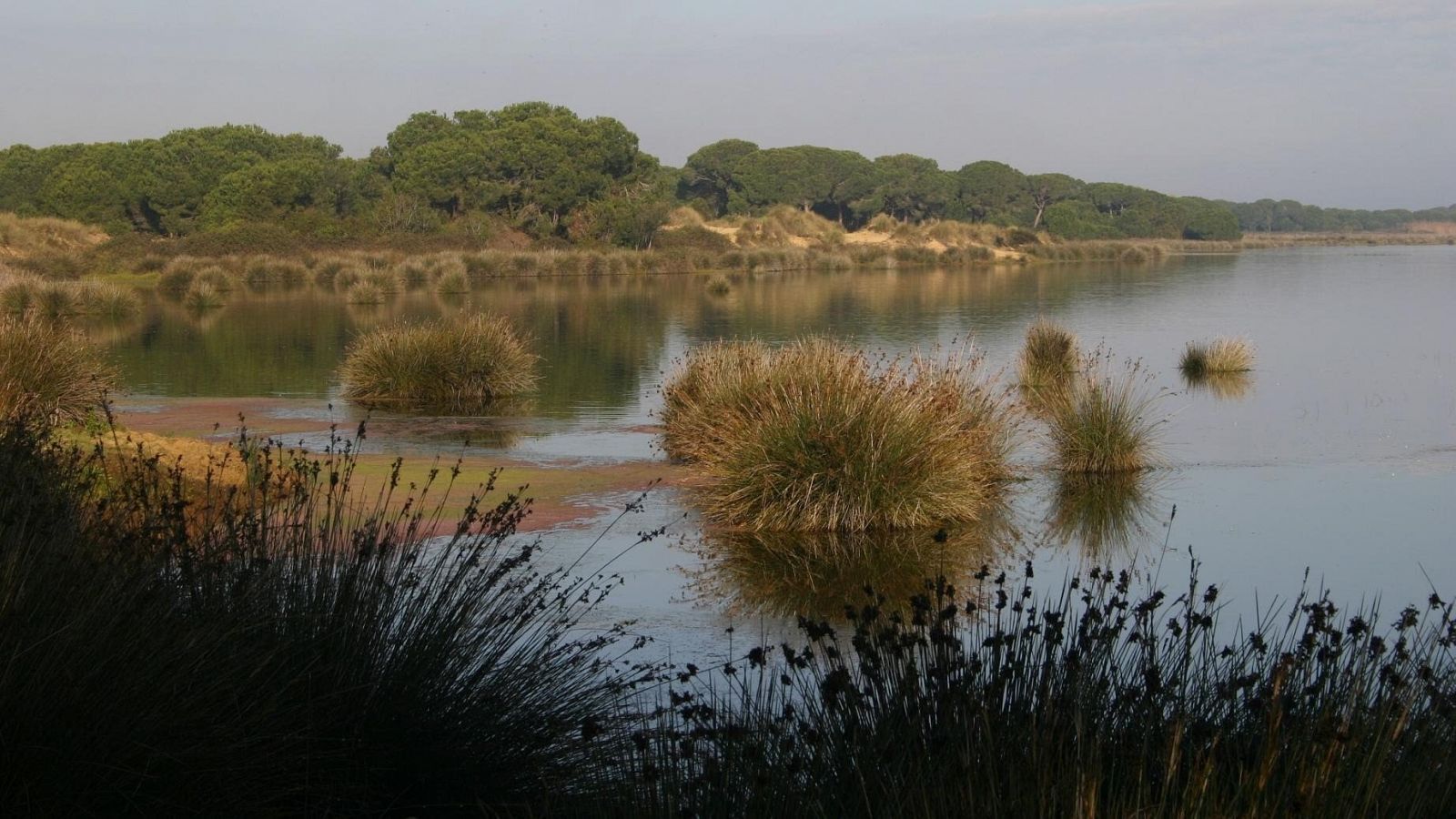 Marismas del Parque Nacional de Doñana